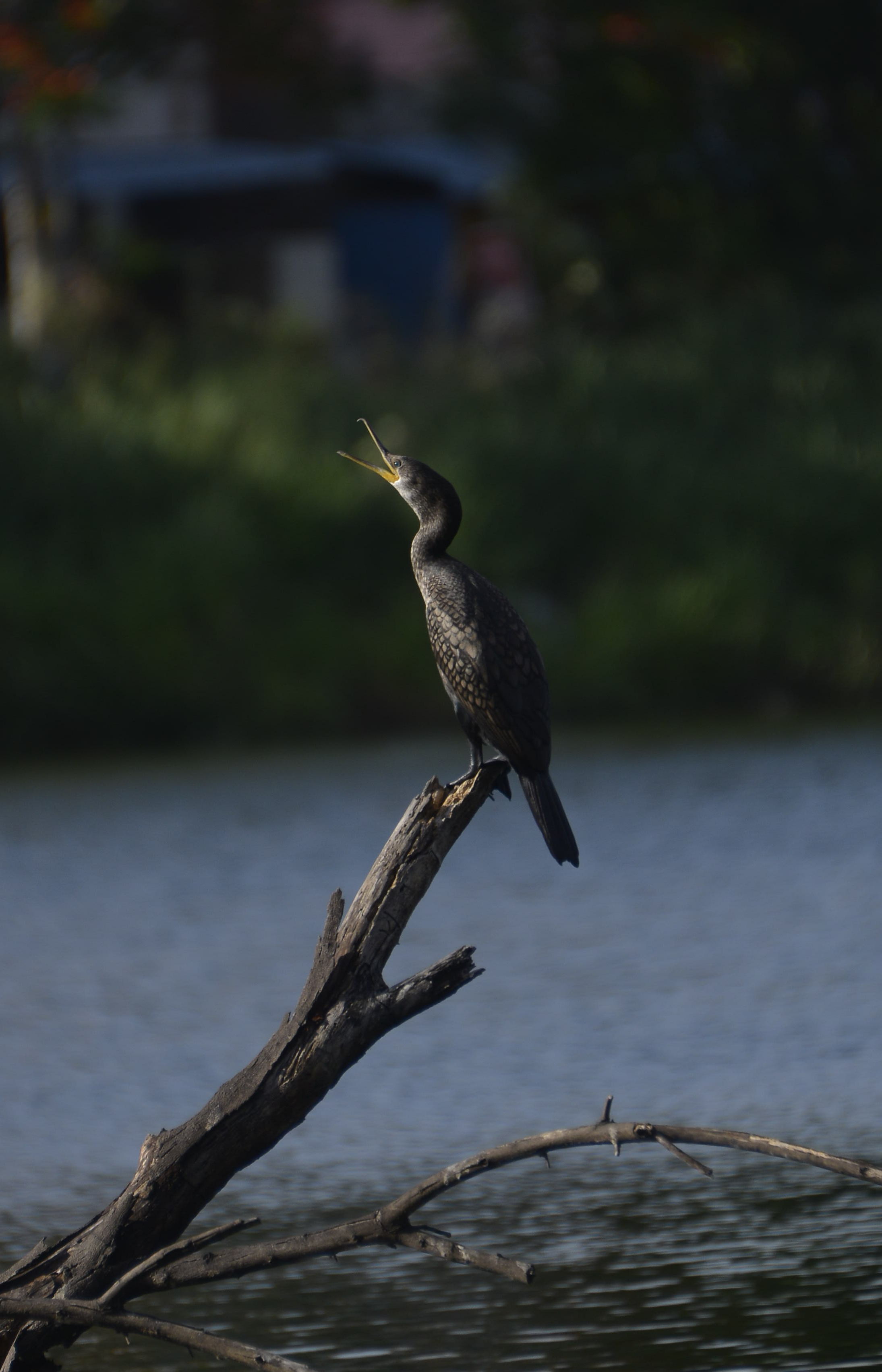 Great Cormorant