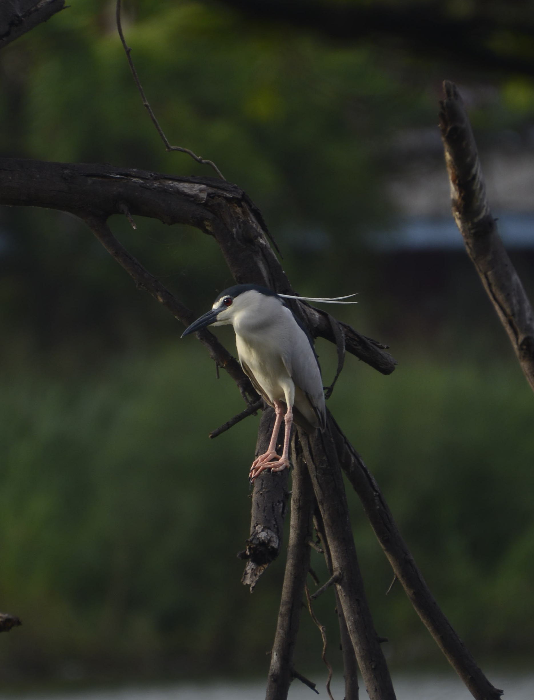 Night Heron