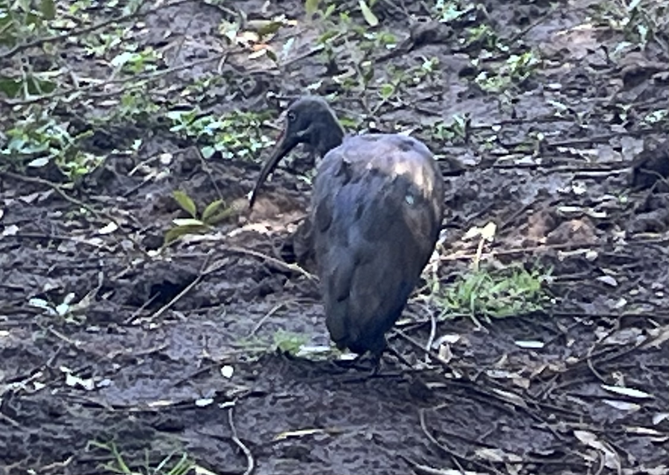 Hadada Ibis
