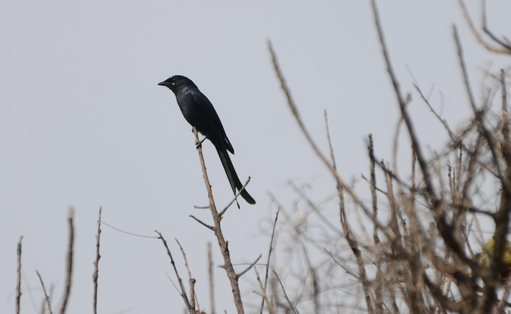 Drongo