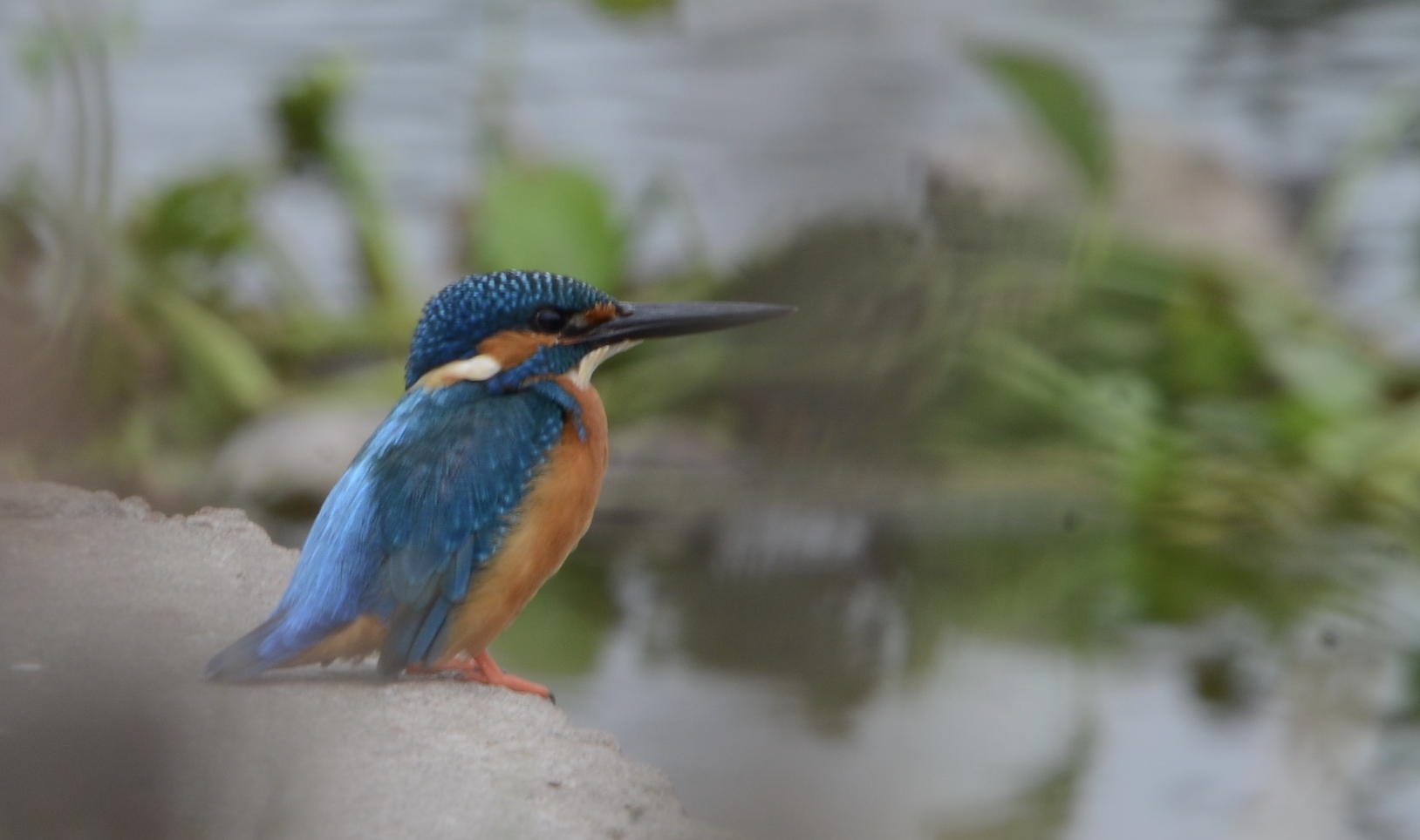 Common Kingfisher